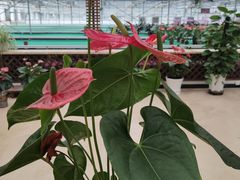 -西部兰花园生态园