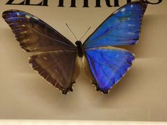 -上海昆虫博物馆