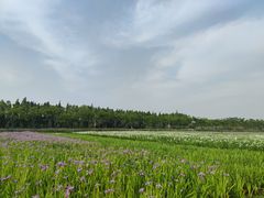 -上海长兴岛郊野公园