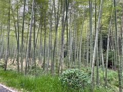 -午潮山国家森林公园