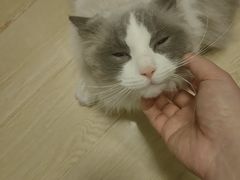 -瑞派申生动物医院·24H夜诊·国际动物医疗中心·骨外科(吴中路店)