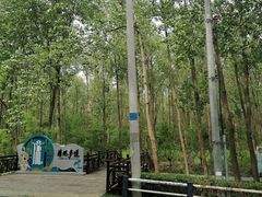 -合肥滨湖国家森林公园