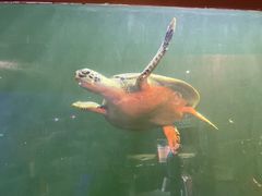 -太奥幻太奇海洋馆