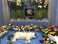 -彩虹桥宠物火化殡葬善终服务(金乐大厦店)