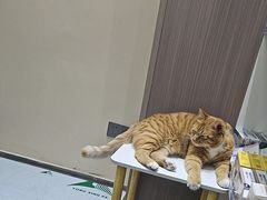 -派特宠物医院(圆融广场店)