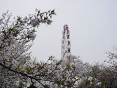 -顾村公园