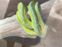 -上海大自然野生昆虫馆