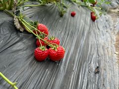 -田趣农庄草莓采摘园