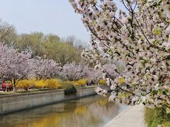 -海棠花溪(元大都城垣遗址公园)