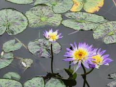 -国家植物园南园