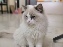 -鼓捣猫呢主题猫咖店