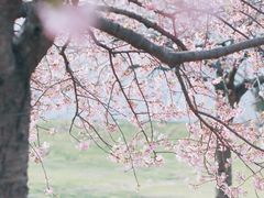 -上海辰山植物园