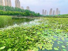 -前关湿地公园
