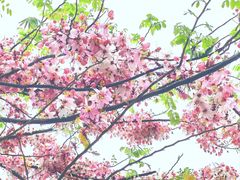 -深圳国际园林花卉博览园