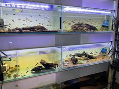 -花鸟鱼虫鲜花绿植市场(玉泉路店)