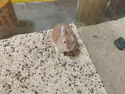 -神奇动物撸宠馆·羊驼·小浣熊·异宠(豫园店)