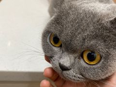 -博特宠物医院24h犬猫全科.骨科·异宠