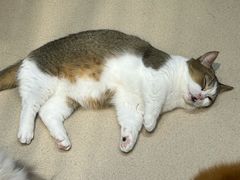 -藏猫猫咖啡主题馆(中央大道店)