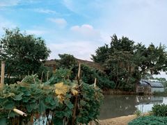 -石岐乳鸽村(南海第三分店)