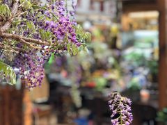 -双季花艺园艺市场(浦东店)