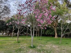 -高子水居