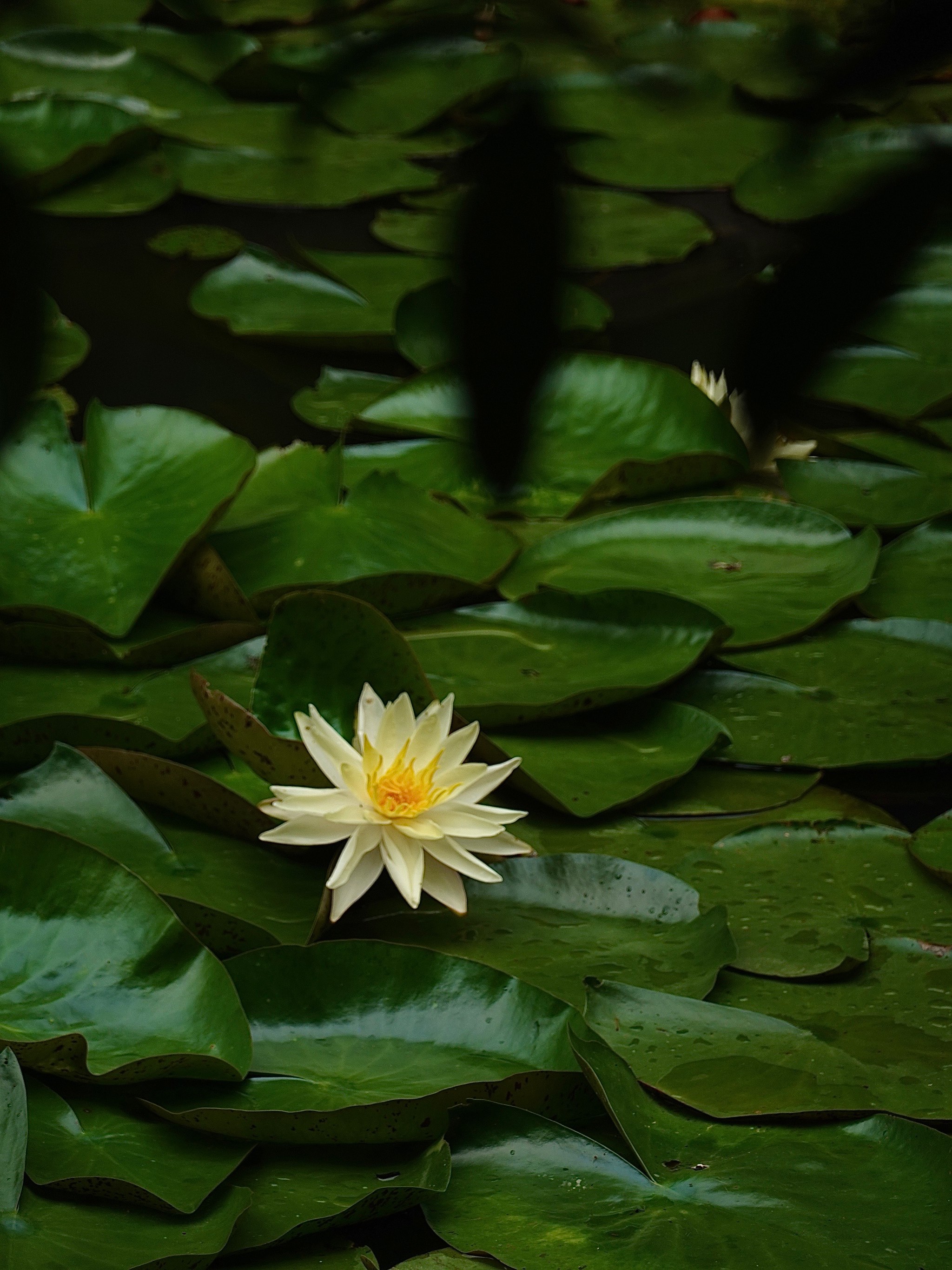 香槟睡莲花语图片