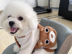 -萌宠之家·腊肠犬·马尔泰·小体犬舍