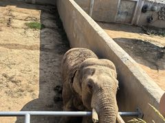 -西霞口神雕山野生动物世界