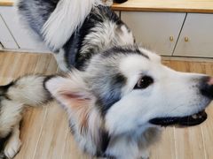 -李小姐の猫咖啡馆(五角场店)