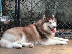-TrueLove @ Neverland (Husky Cafe)