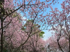 -南山植物园