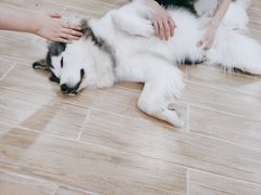 -李小姐の猫咖啡馆(五角场店)