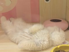 -momokira米努特·德文卷毛猫·棉花面纱犬