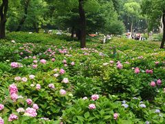 -上海共青森林公园