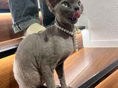 -琪喵猫屋·撸猫猫咖·猫舍