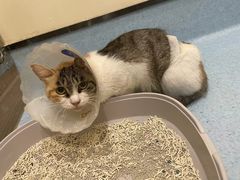 -萌兽医馆·犬猫专科·眼科中心·宠物医院(朝阳门分院)