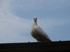 -合肥滨湖国家森林公园