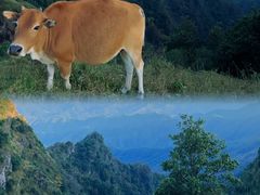 -天龙顶山地公园