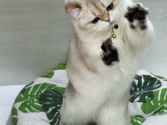 -青奢宠物·青奢猫舍