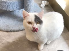 -猫力发电所·宠物专门店