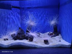 -上海海洋水族馆