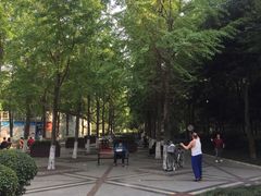 -神仙树公园