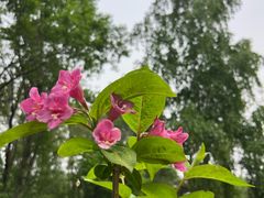 -黑龙江省森林植物园