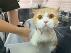 -Bastet sally猫舍购宠(静安店)