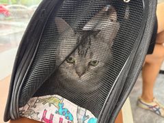 -芭比堂动物医院·CT·微创中心(新顺分院)