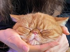 -平行世界·猫咖(首经贸店)