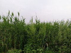 -白洋淀景区