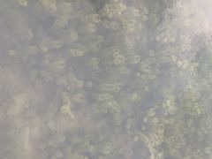 -广州市流溪河国家森林公园