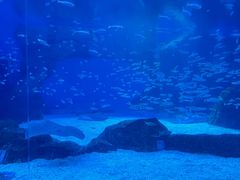 -海合安成都极地海洋公园