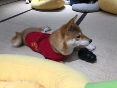 -逗柴咖啡屋·狗咖猫咖宠物桌游